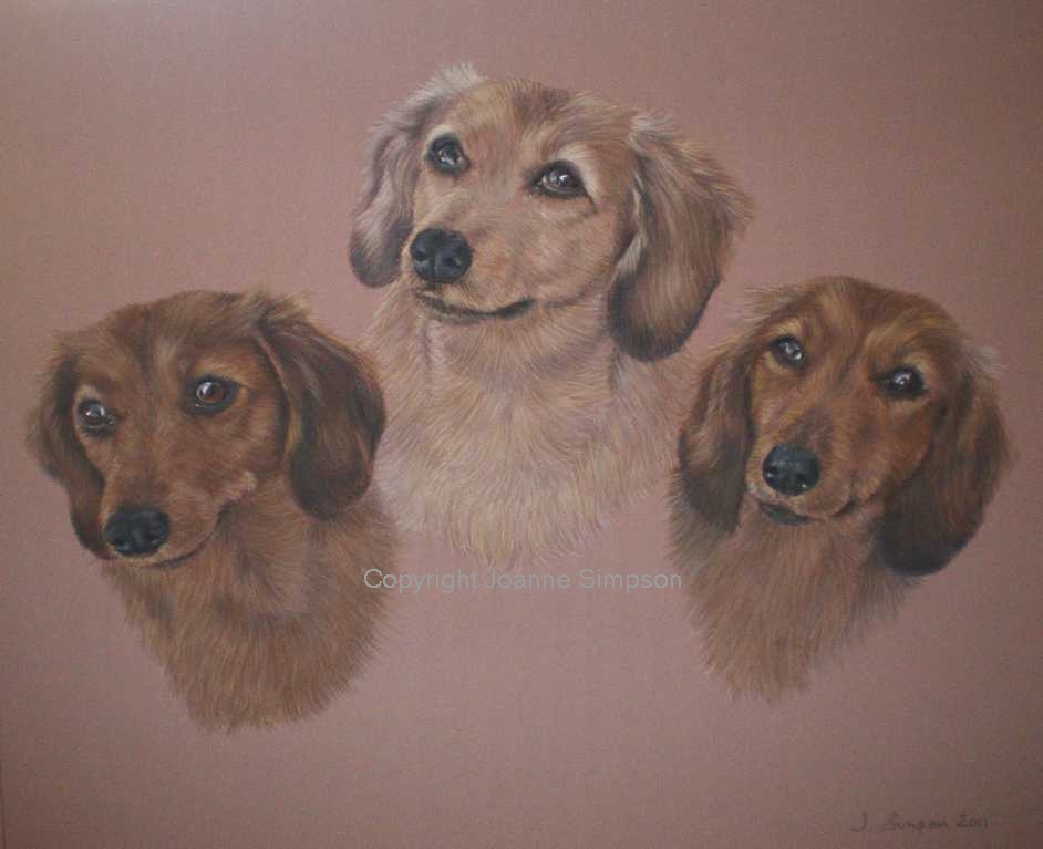 Miniature Dachshund pet portrait by Joanne Simpson